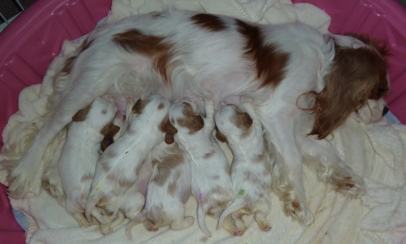 Dottie and pups May 18.crop