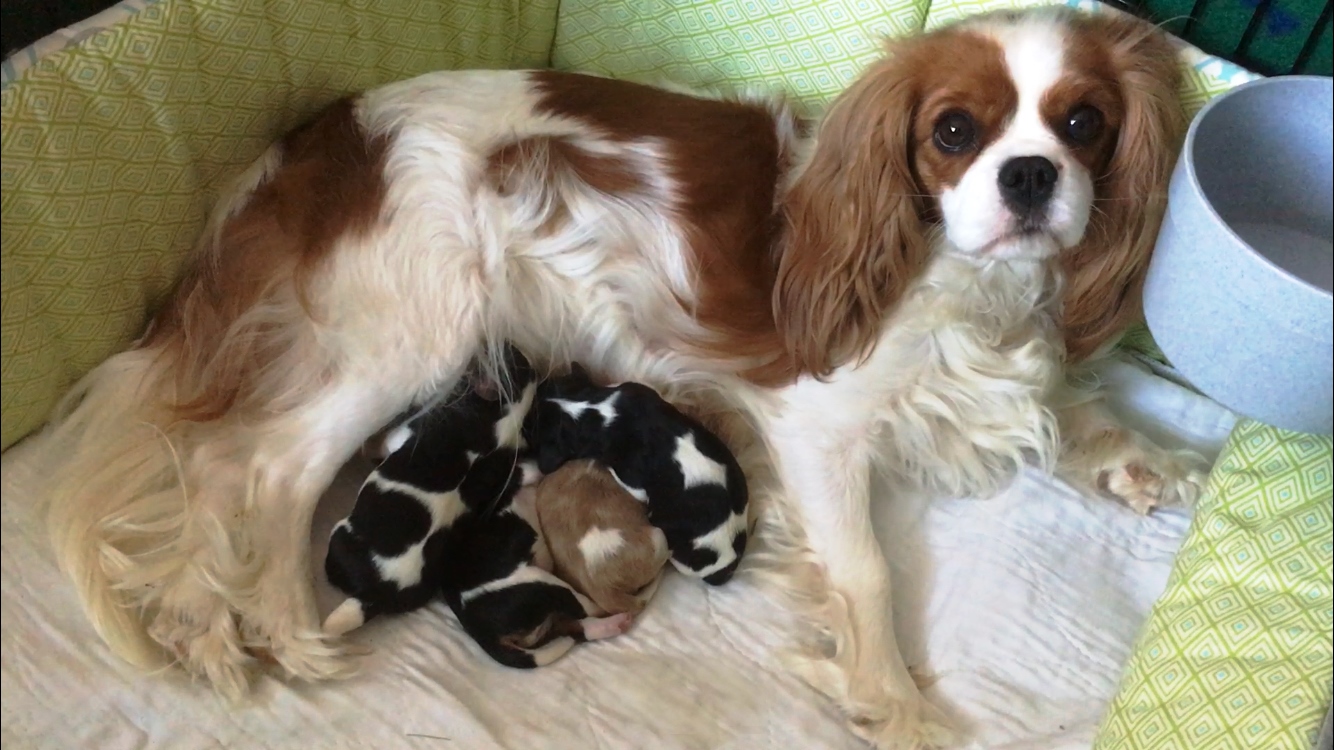 newborn cavalier king charles puppies