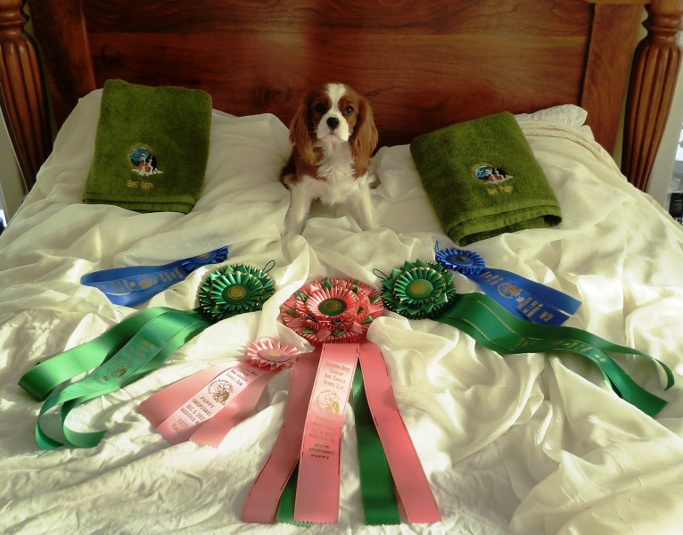 Nala's Best puppy win ribbons  (12) crop
