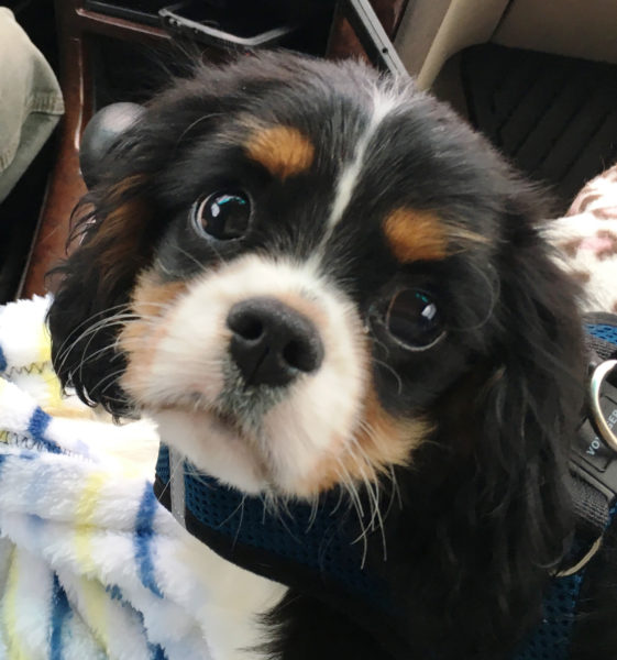 Adam at 4 months