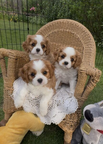 Alvin, Simon, Theodore 2025
